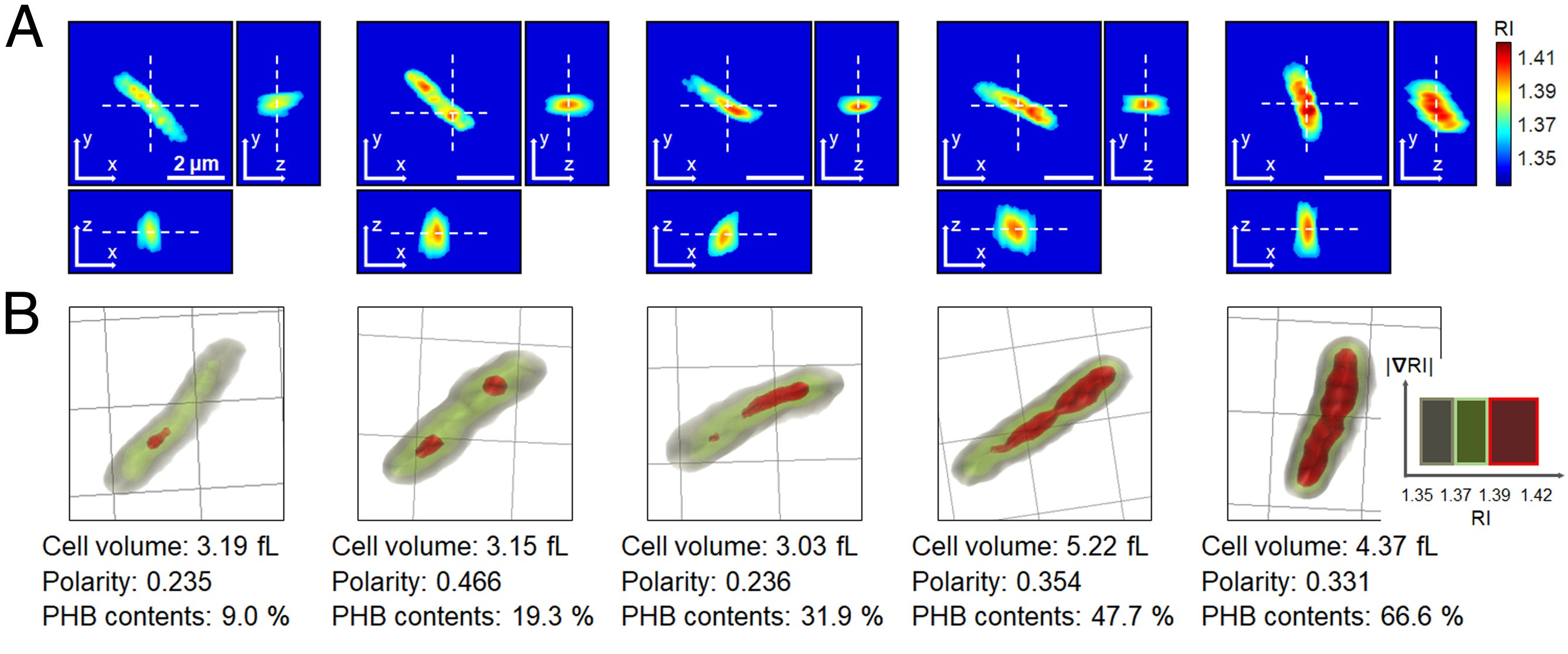 Tomocube | Holotomography for Label-free 3D live cell imaging