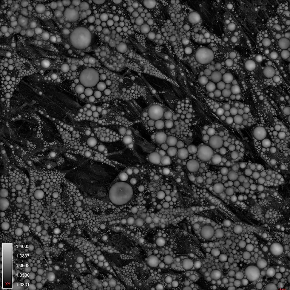 {HT-X1_Adipocyte-3T3-L1_01.png}